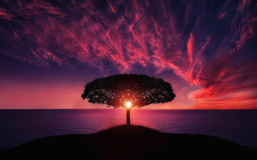 Dr. Mary Ann Markey, photo of tree with sunset